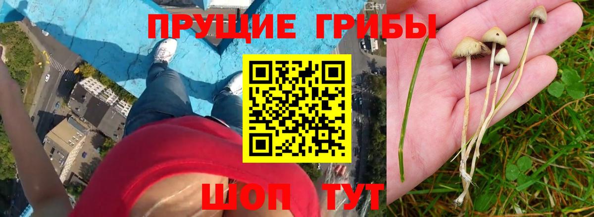 Псилоцибиновые грибы Psilocybine cubensis Нефтеюганск